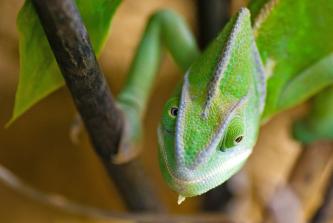 Chameleon Symbolbild Wandelanleihen
