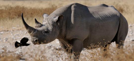 Spitzmaulnashorn (Diceros bicornis), auch Spitzlippennashorn oder seltener Schwarzes Nashorn