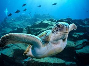 Blue Bonds Staatsanleihen der Seychellen, von Belize und Barbados zum Nutzen der Ozeane.