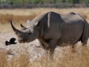 Weltbank lanciert Wildtieranleihe «Rhino Bond» als erste Emission dieser Art